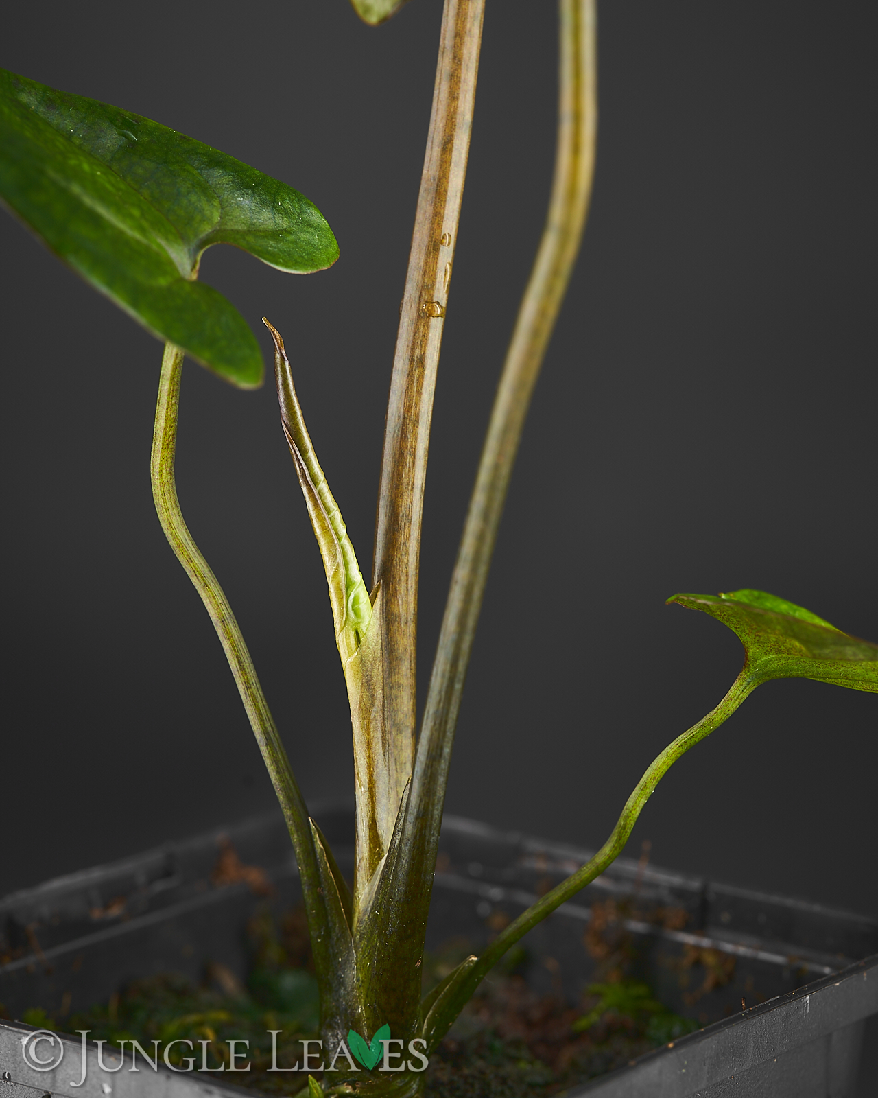 Cyrtosperma cf. giganteum – Bild 4