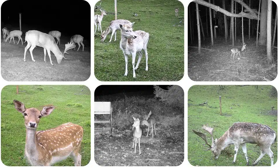 DÖRR 24M SNAPSHOT CLOUD 4G PRO Wildkamera Infrarotblitz 20m-100°-HD-Nachtsicht – Bild 4