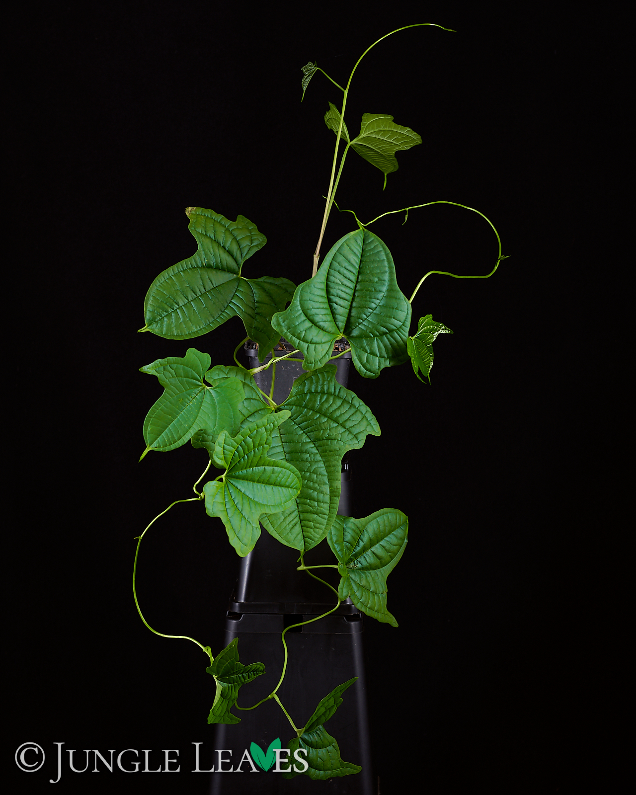 Dioscorea sansibarensis