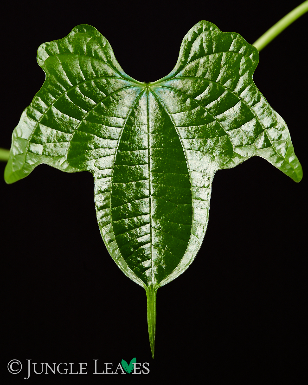 Dioscorea sansibarensis – Bild 2