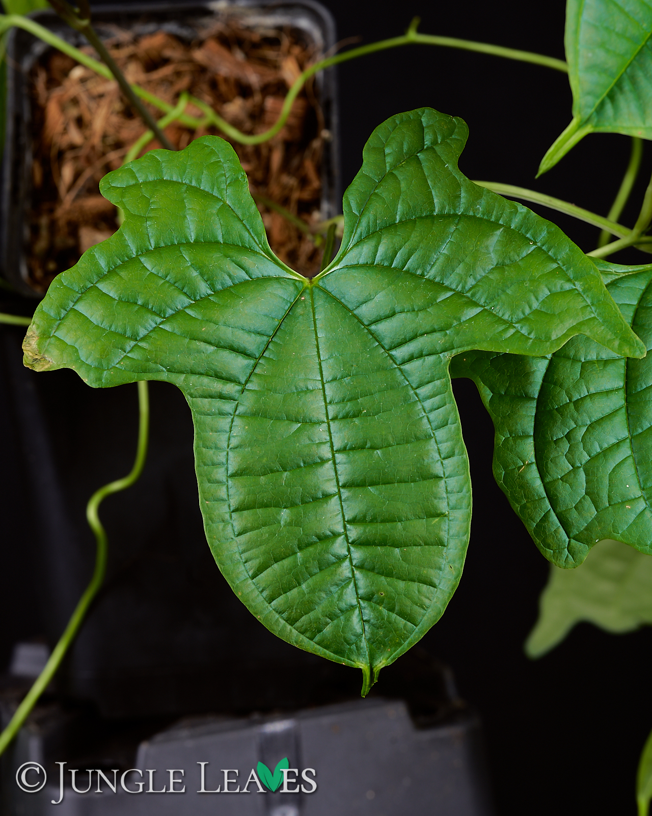 Dioscorea sansibarensis – Bild 3