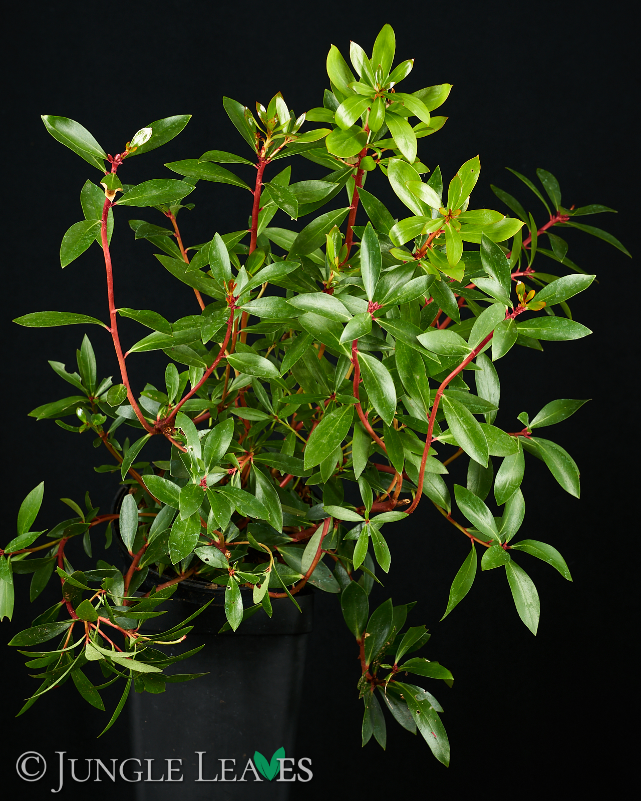 Drimys aromatica (Tasmanischer Bergpfeffer) – (Syn.: Tasmannia lanceolata)