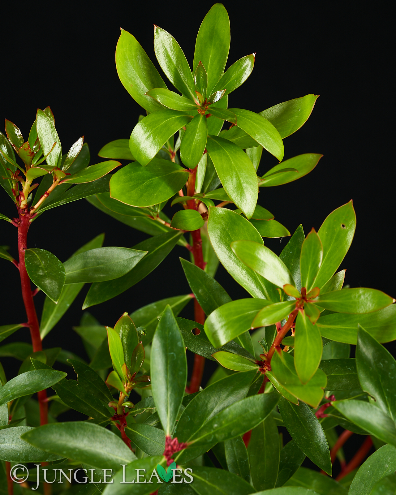 Drimys aromatica (Tasmanischer Bergpfeffer) – (Syn.: Tasmannia lanceolata) – Bild 3