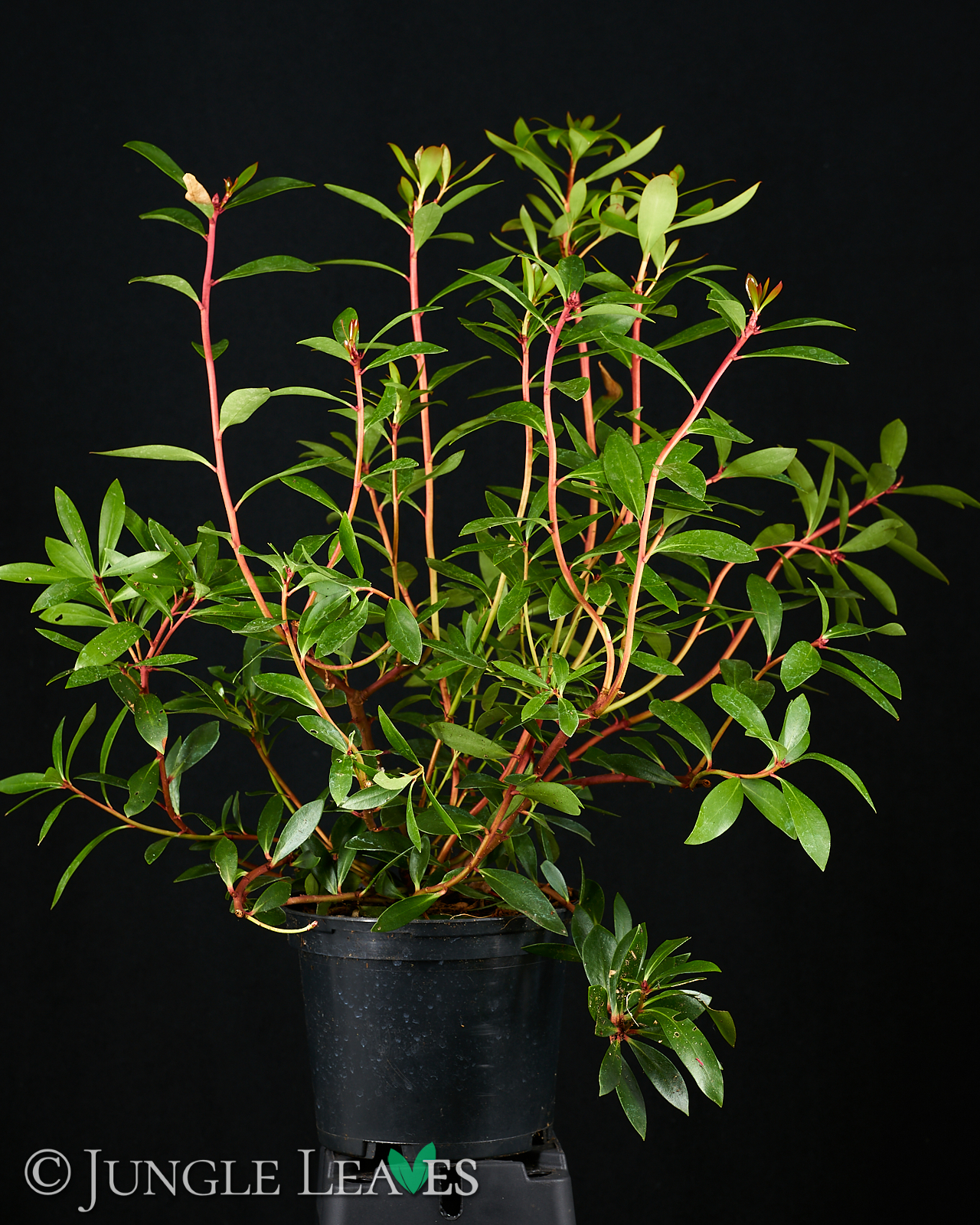 Drimys aromatica (Tasmanischer Bergpfeffer) – (Syn.: Tasmannia lanceolata) – Bild 4