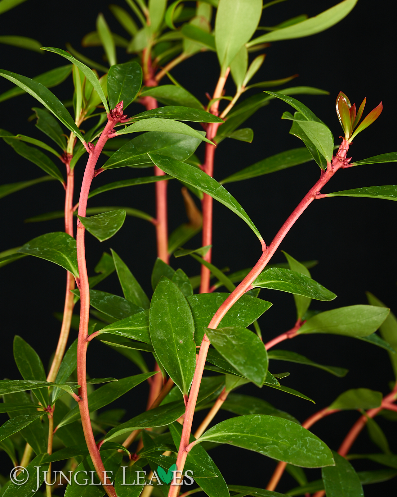 Drimys aromatica (Tasmanischer Bergpfeffer) – (Syn.: Tasmannia lanceolata) – Bild 2