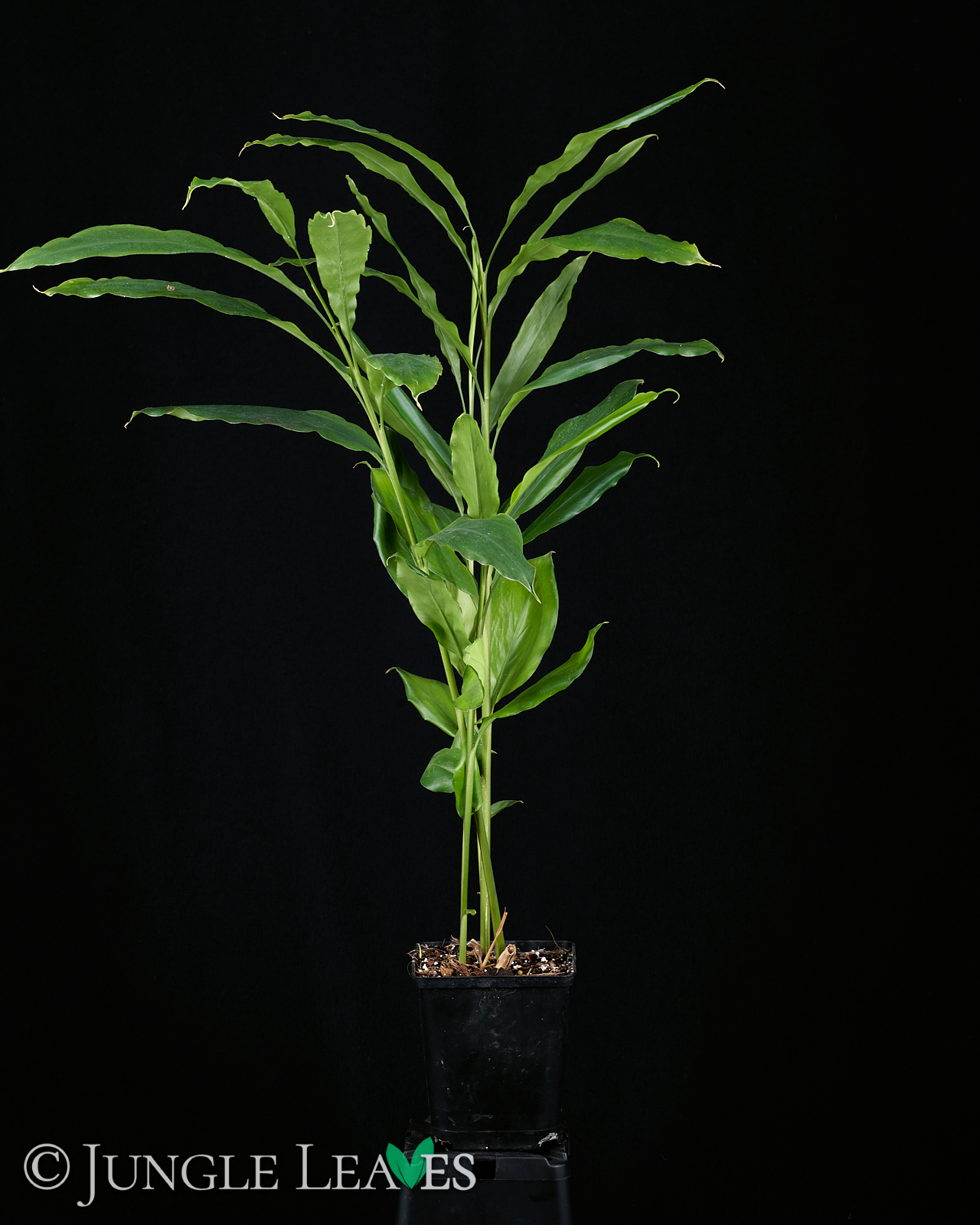 Elettaria cardamomum (Grüner Kardamom) – Bild 3
