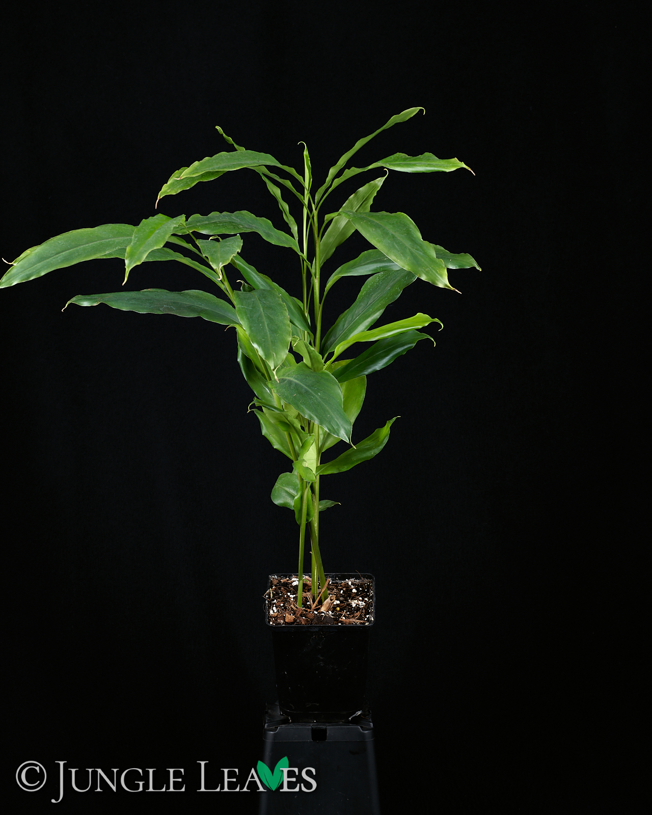 Elettaria cardamomum (Grüner Kardamom) – Bild 4