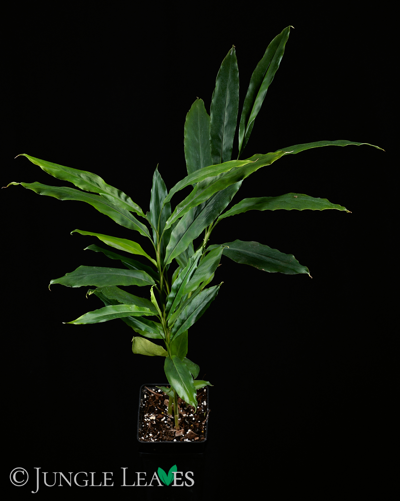 Elettaria cardamomum (Grüner Kardamom)