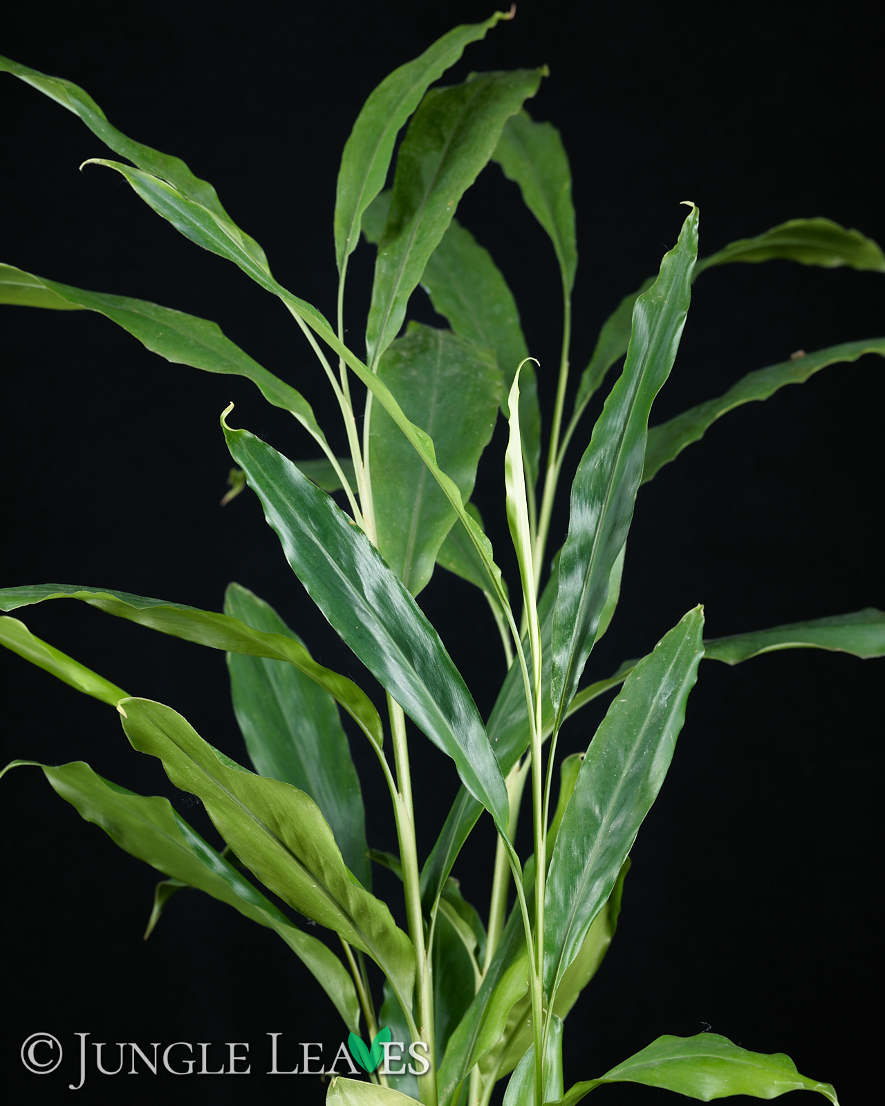 Elettaria cardamomum (Grüner Kardamom) – Bild 2