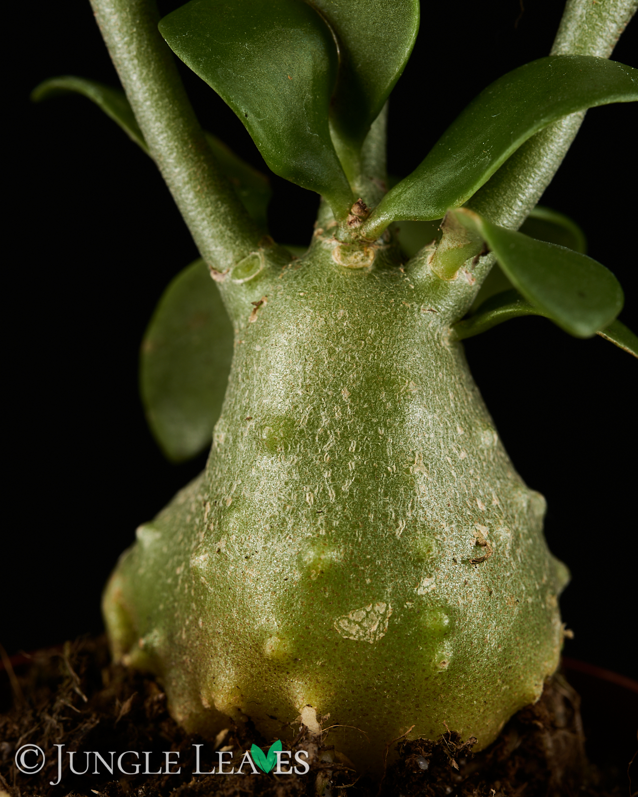 Hydnophytum moseleyanum – Bild 3