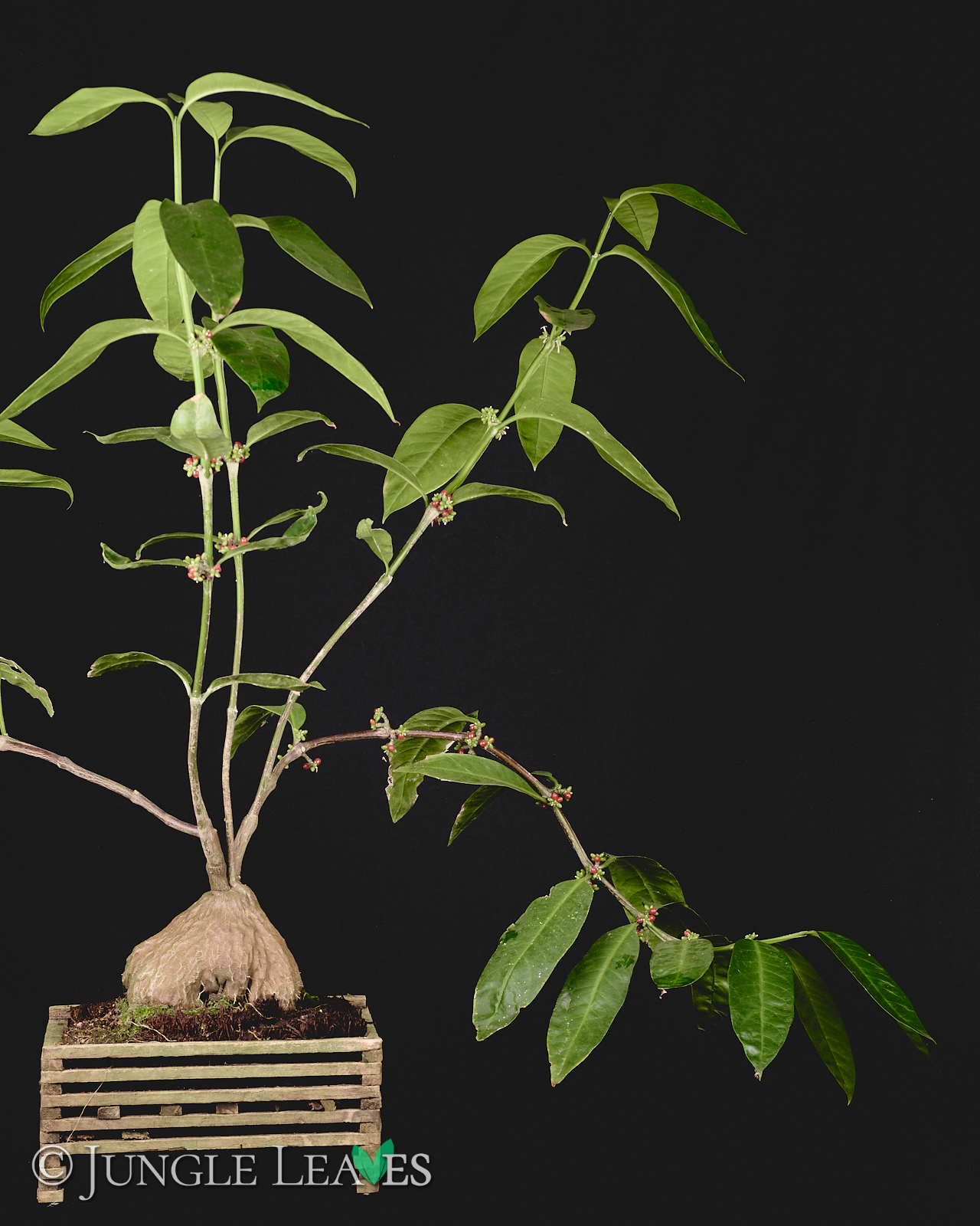 Hydnophytum radicans (ex. simplex) – Bild 2