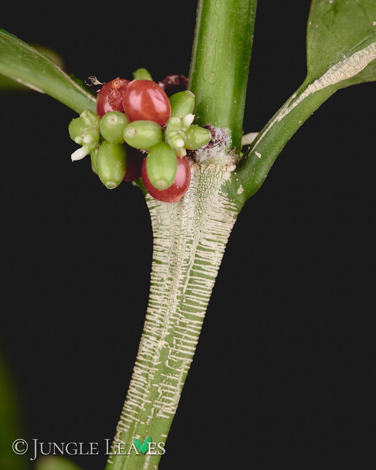 Hydnophytum radicans (ex. simplex) – Bild 7