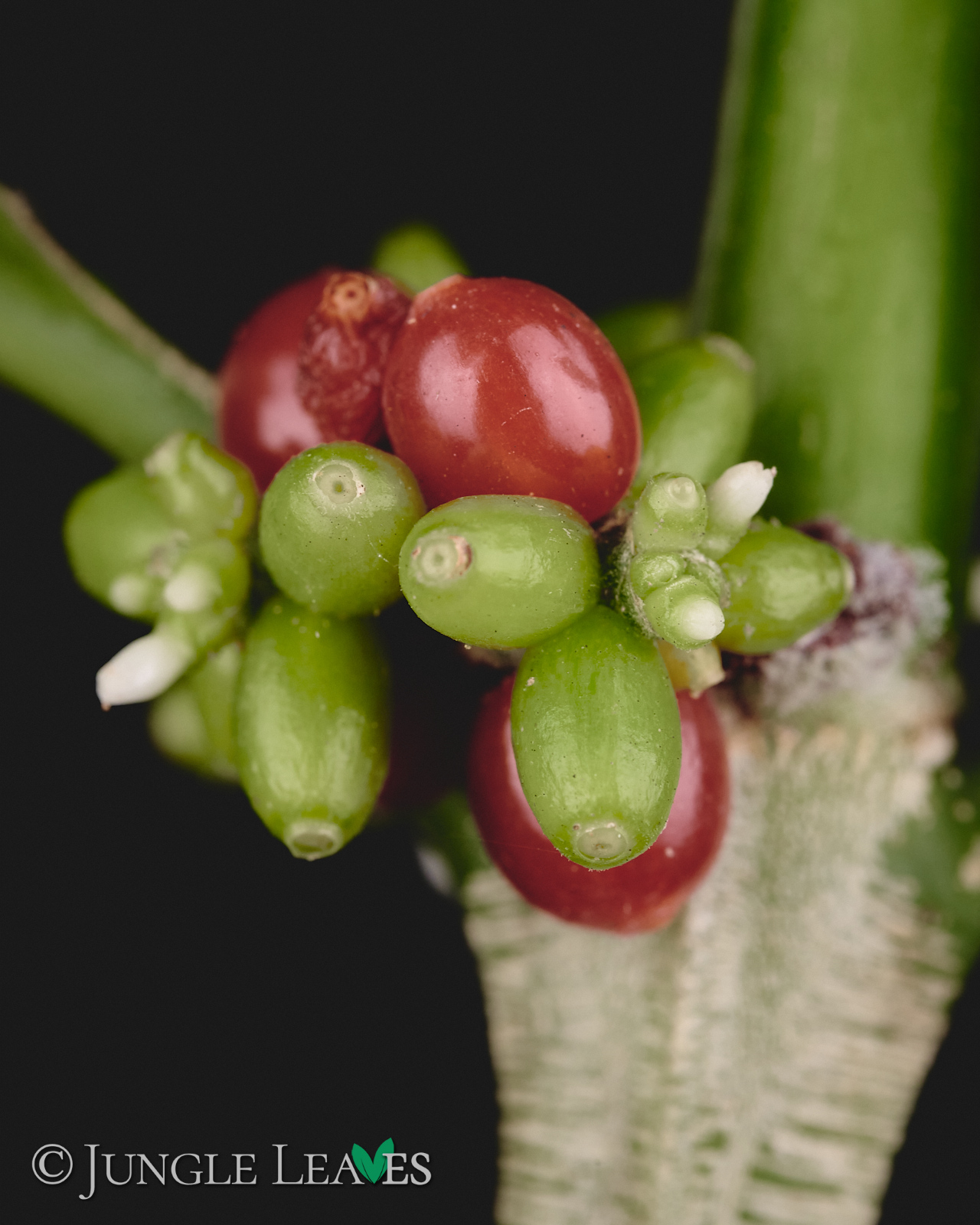 Hydnophytum radicans (ex. simplex) – Bild 8