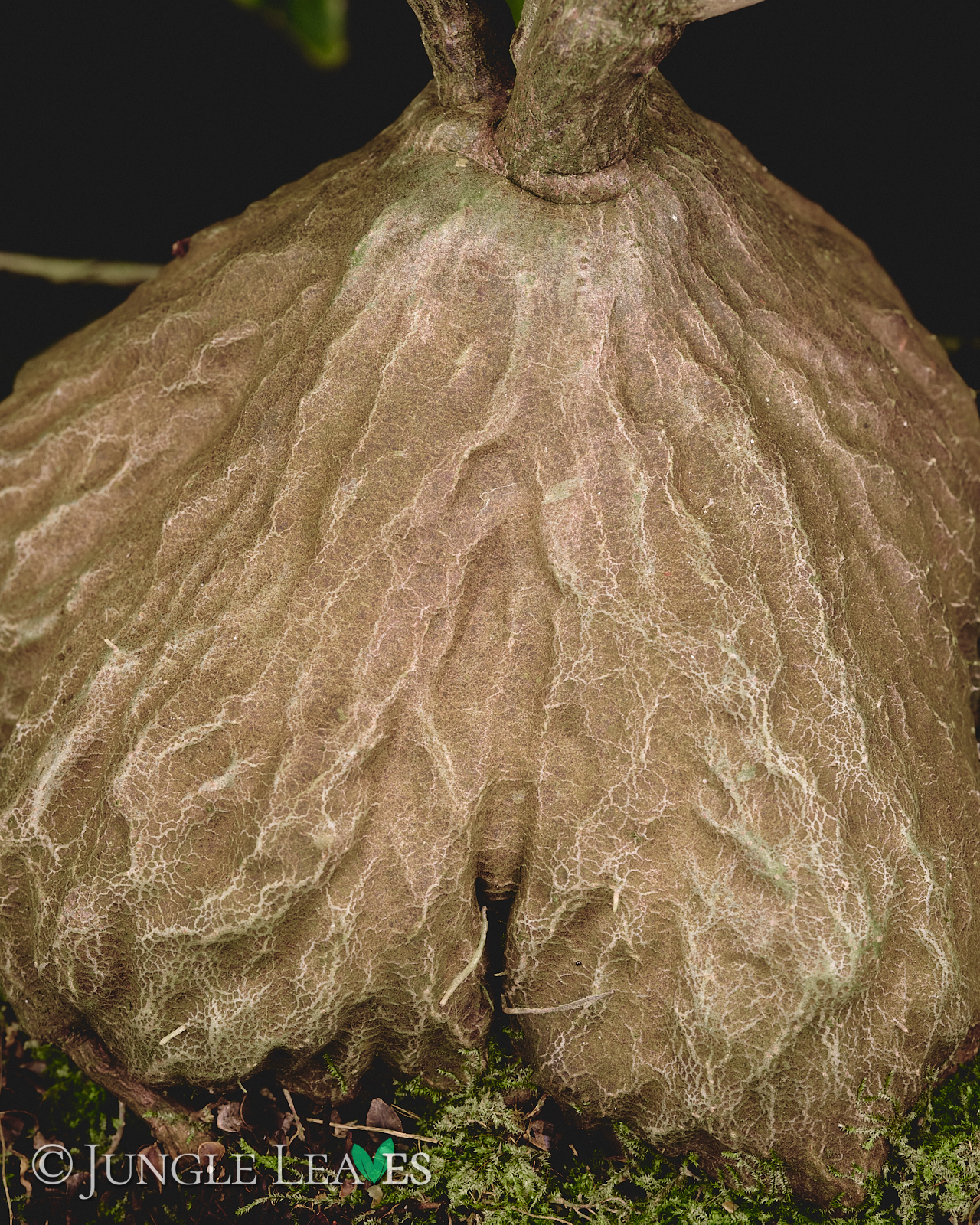 Hydnophytum radicans (ex. simplex) – Bild 6