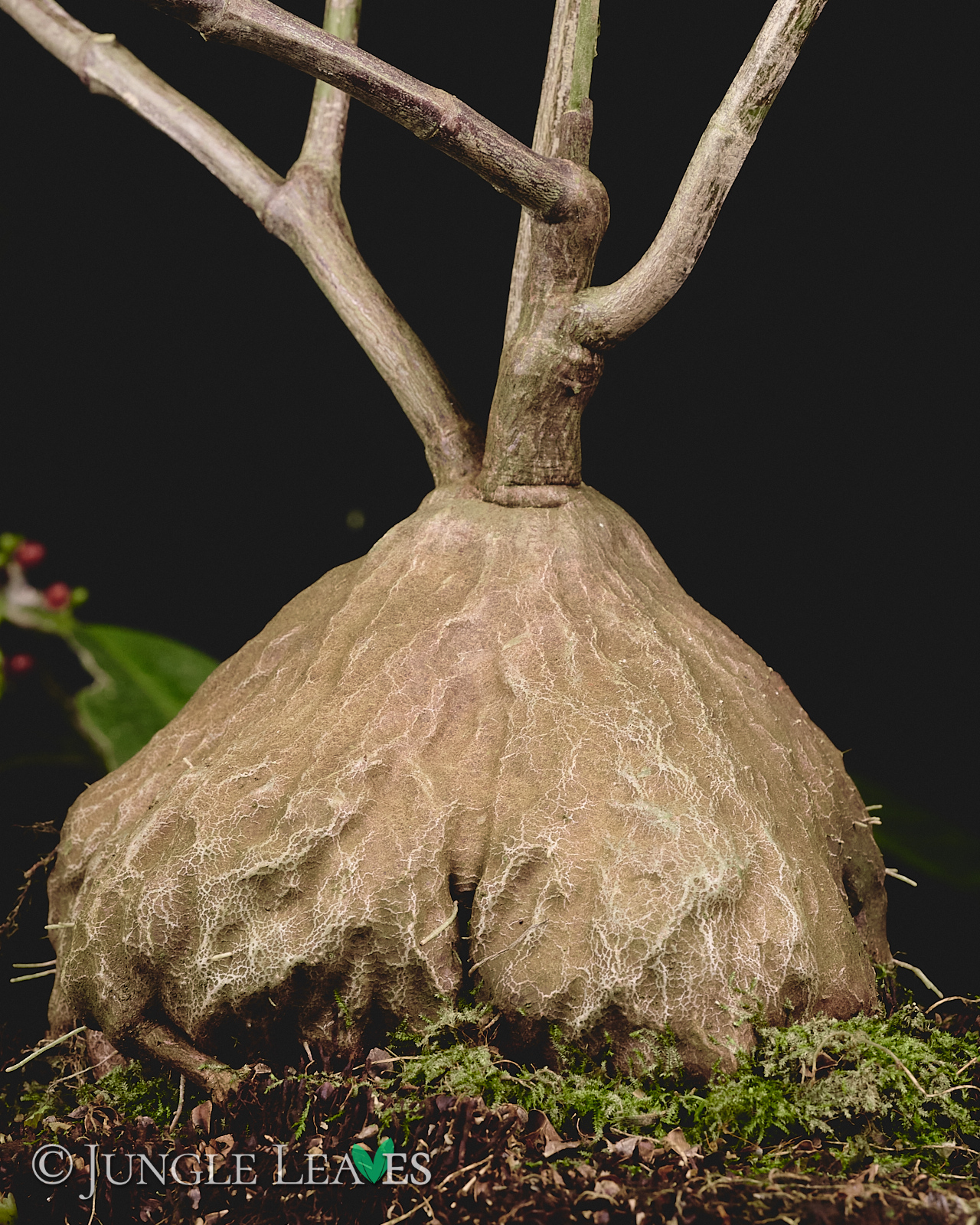 Hydnophytum radicans (ex. simplex)