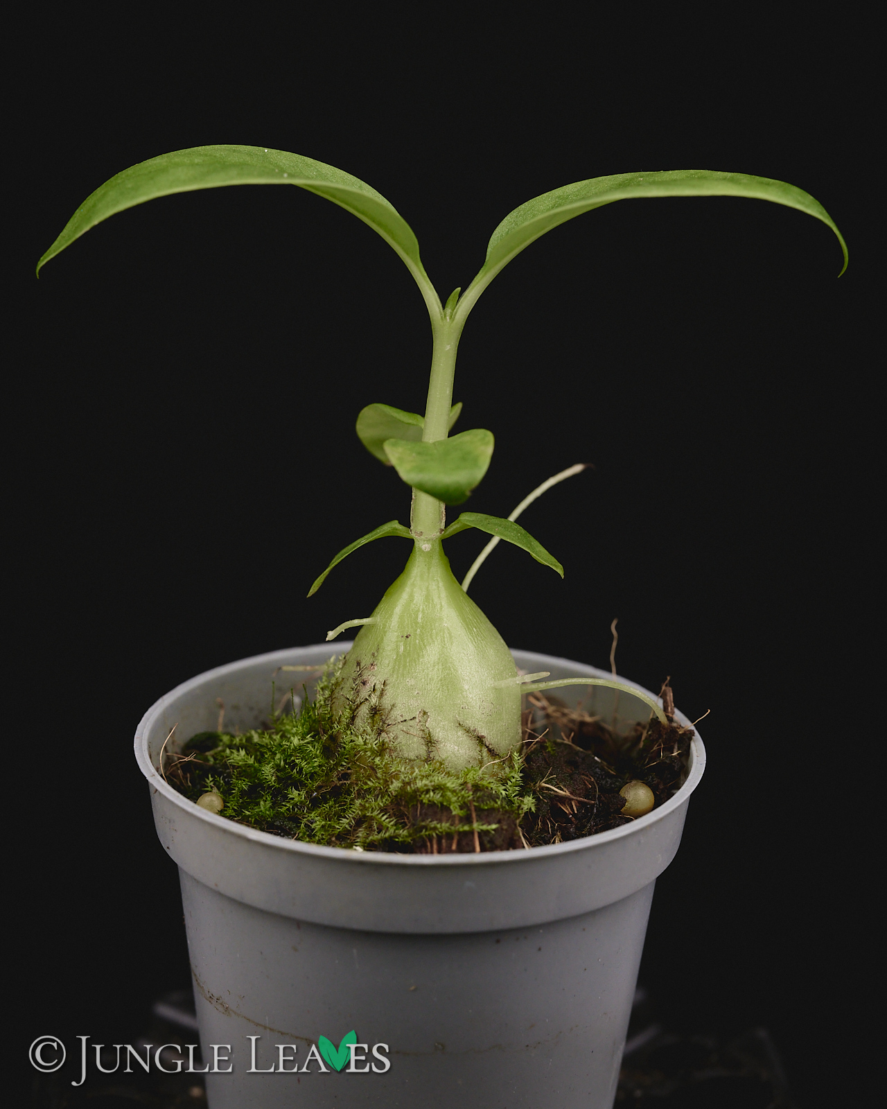 Hydnophytum radicans (ex. simplex) – Bild 3