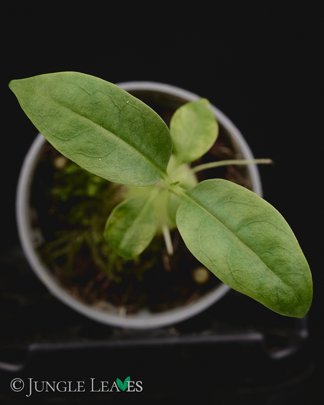 Hydnophytum radicans (ex. simplex) – Bild 4