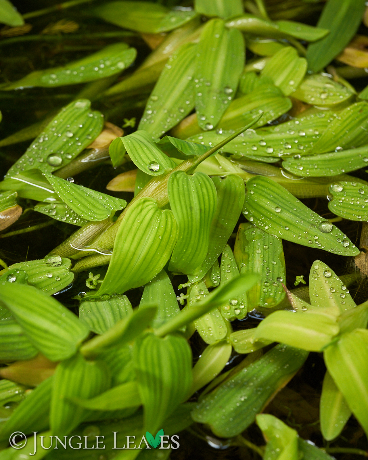 Hygroryza aristata (Schwimmreis) – Bild 3