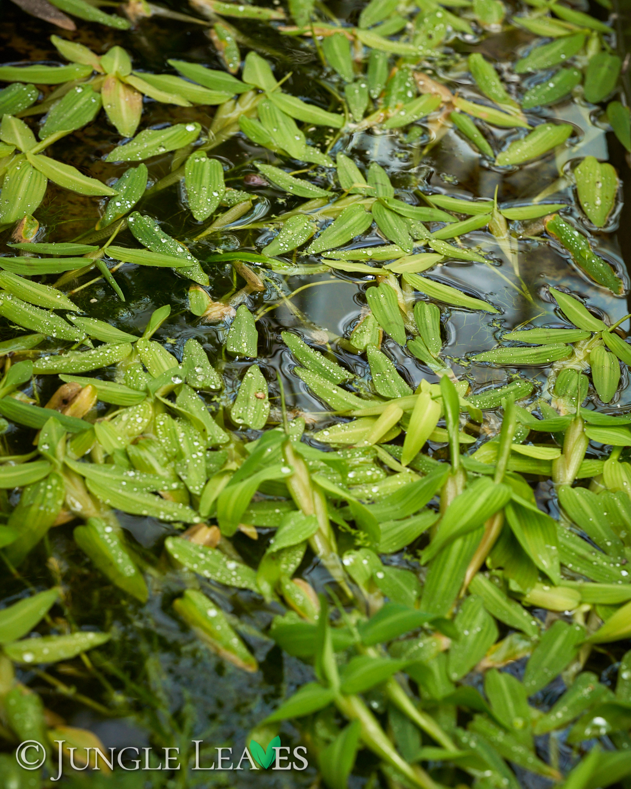 Hygroryza aristata (Schwimmreis) – Bild 4