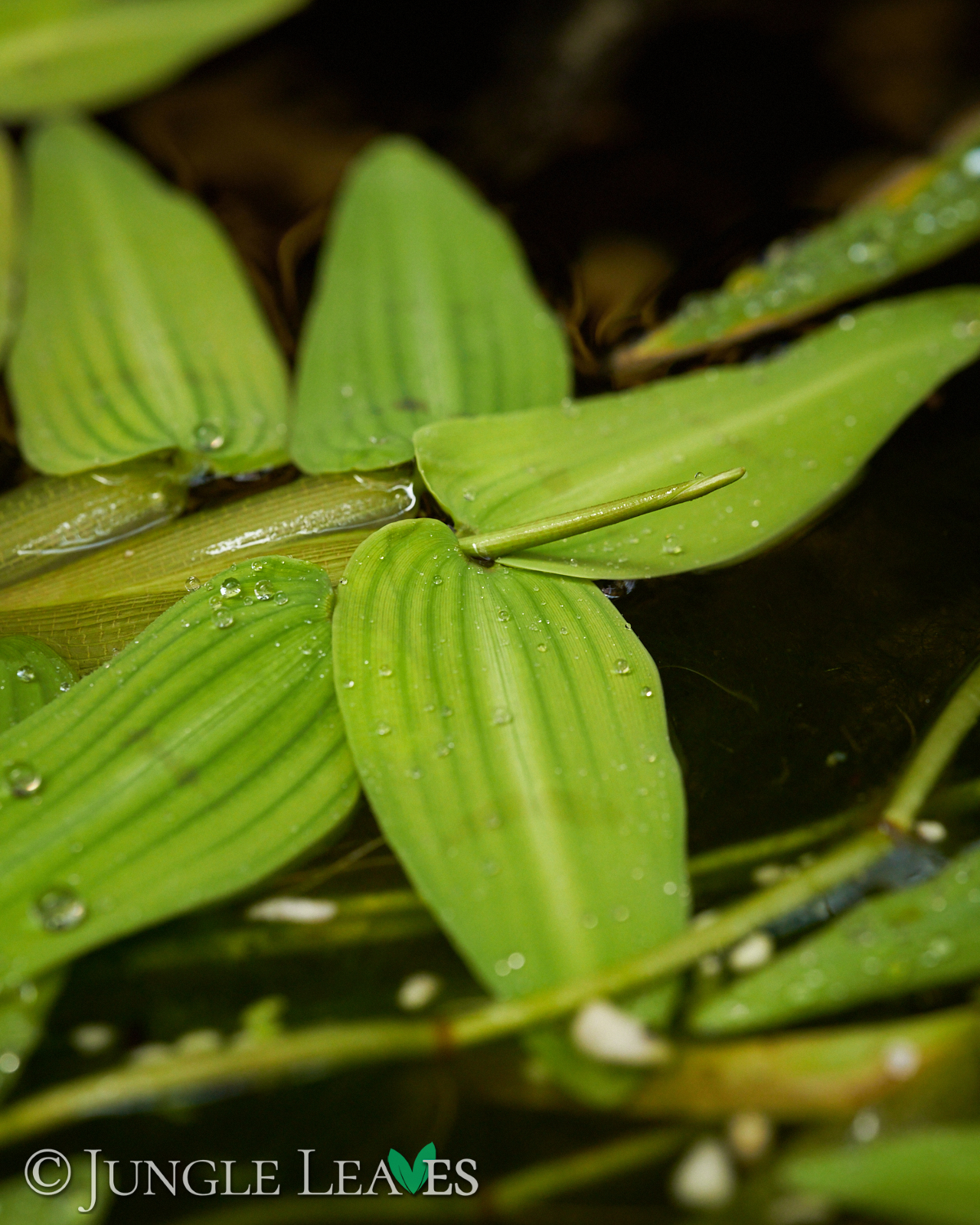 Hygroryza aristata (Schwimmreis) – Bild 5