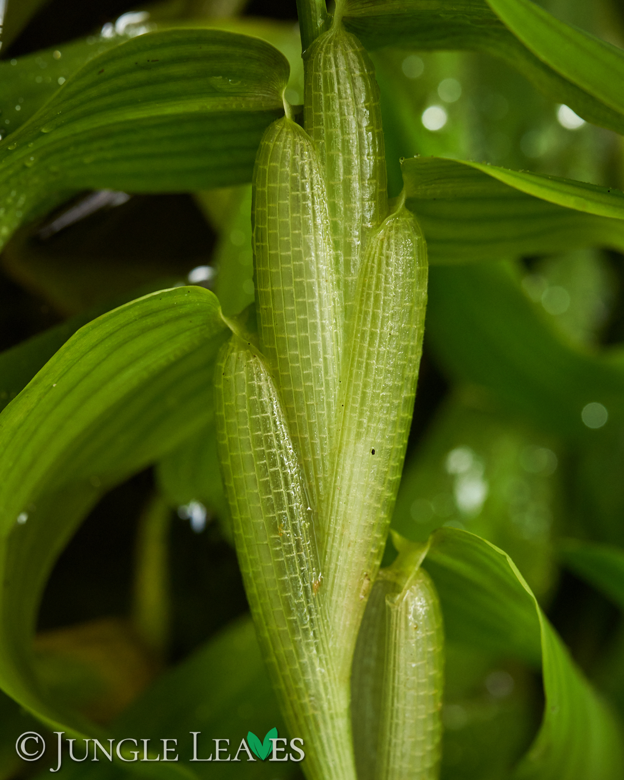 Hygroryza aristata (Schwimmreis) – Bild 2
