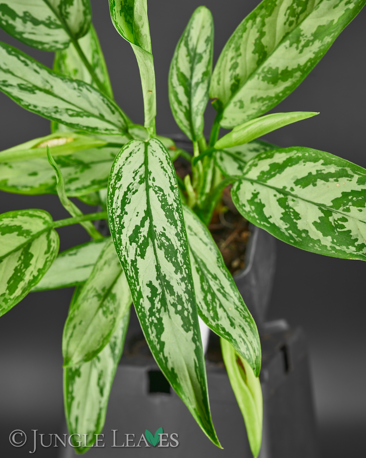 Aglaonema ‚Silver Queen‘ – Bild 2