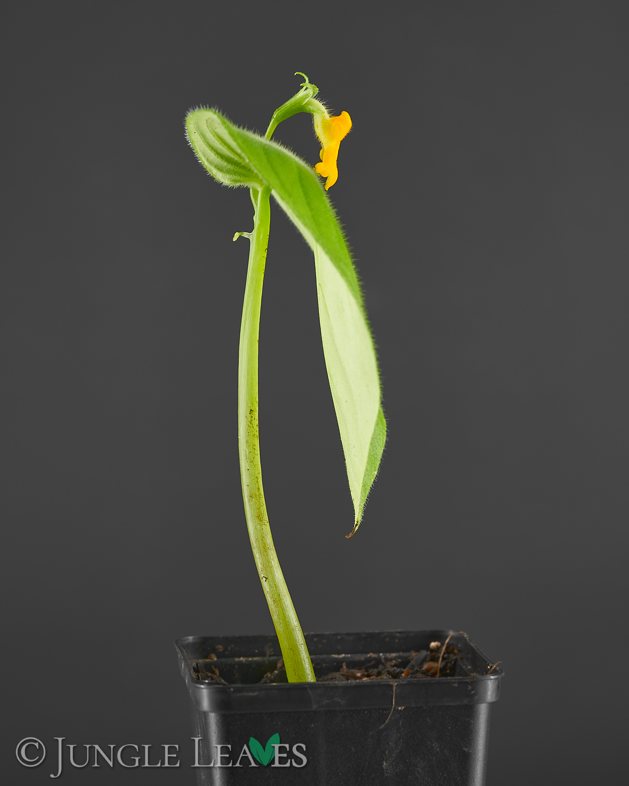 Microchirita micromusa – Bild 6