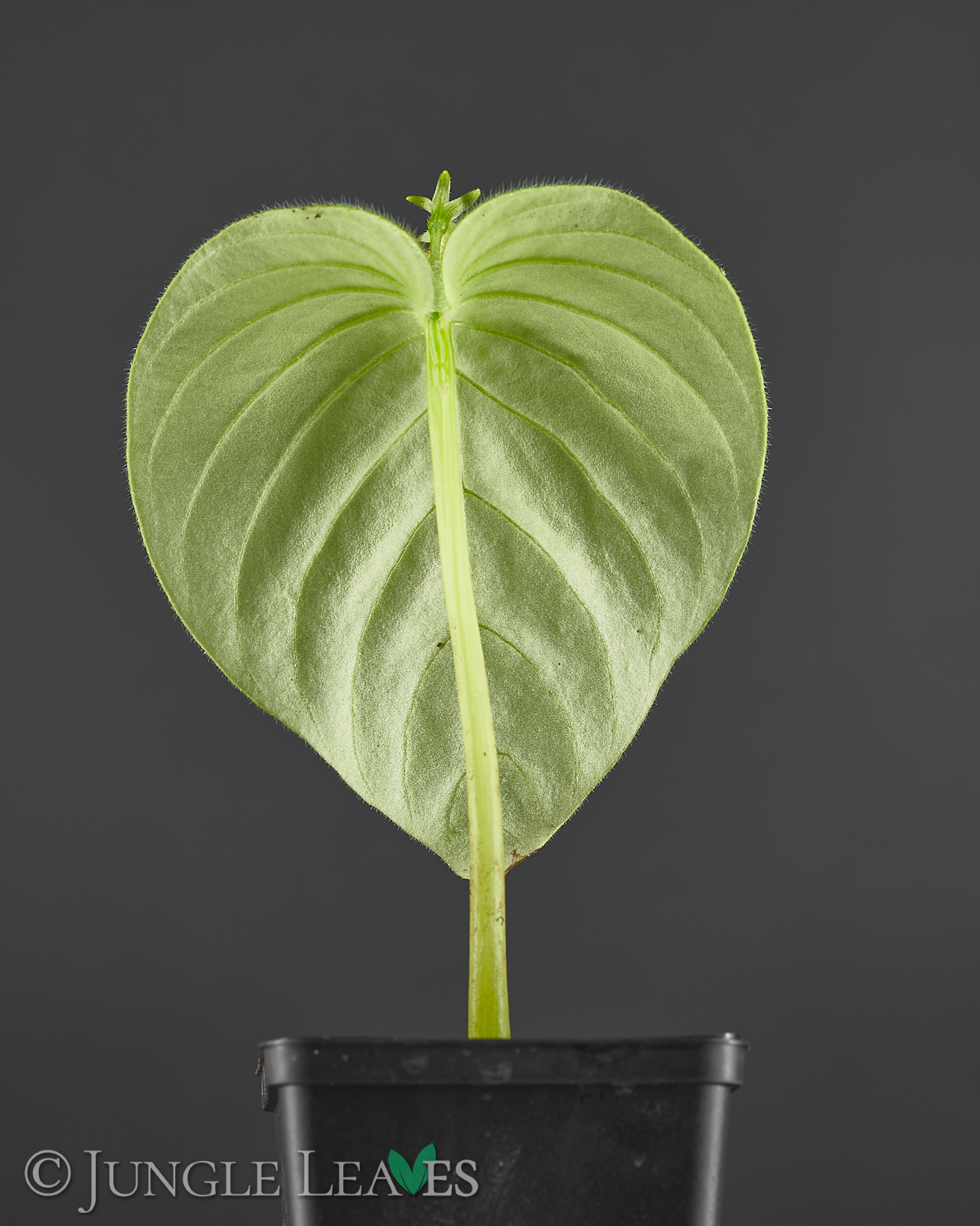 Microchirita micromusa – Bild 5