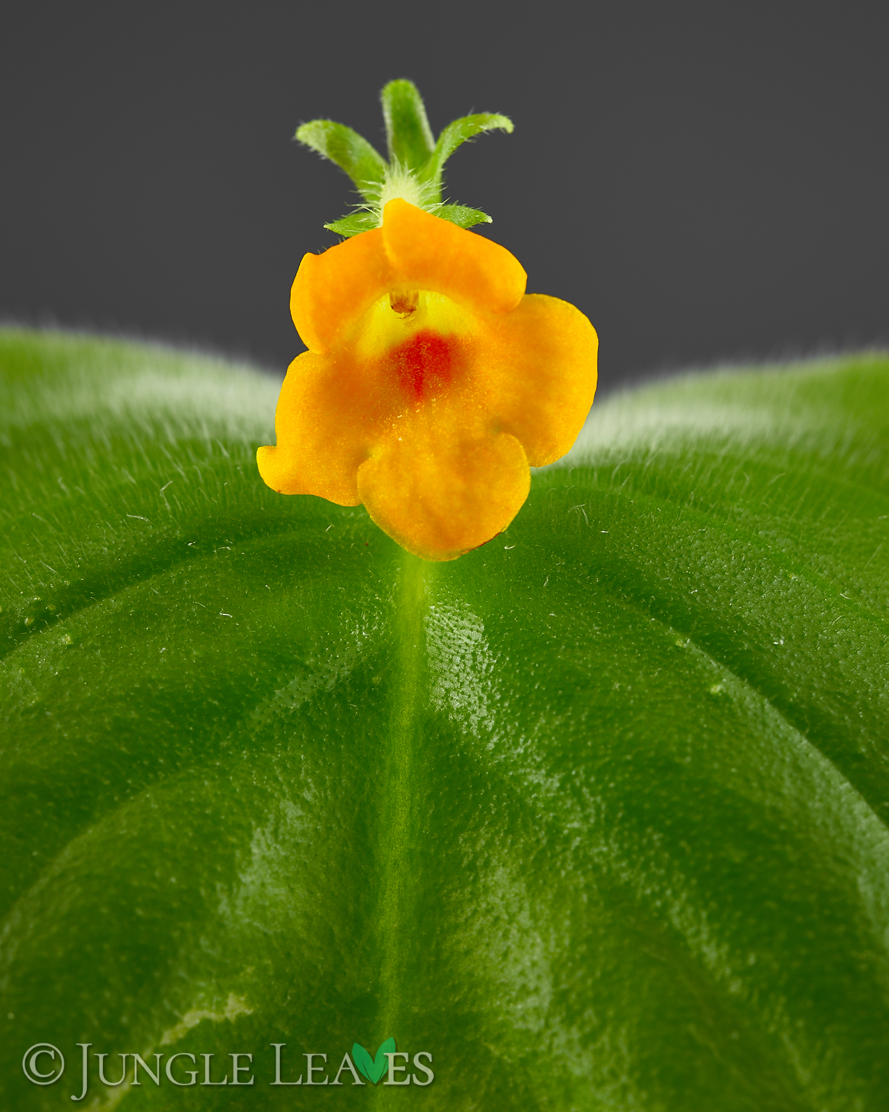 Microchirita micromusa – Bild 4