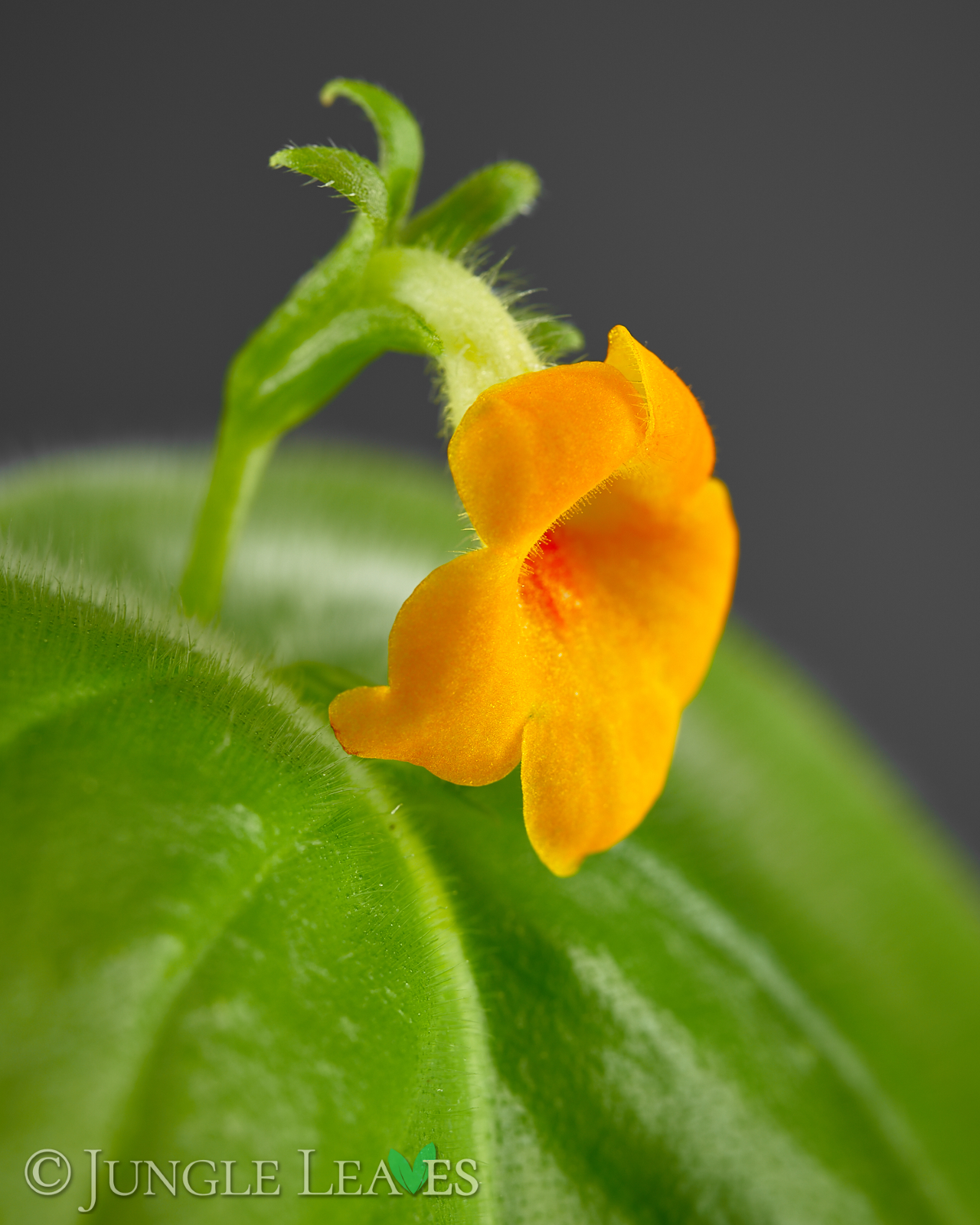 Microchirita micromusa – Bild 3