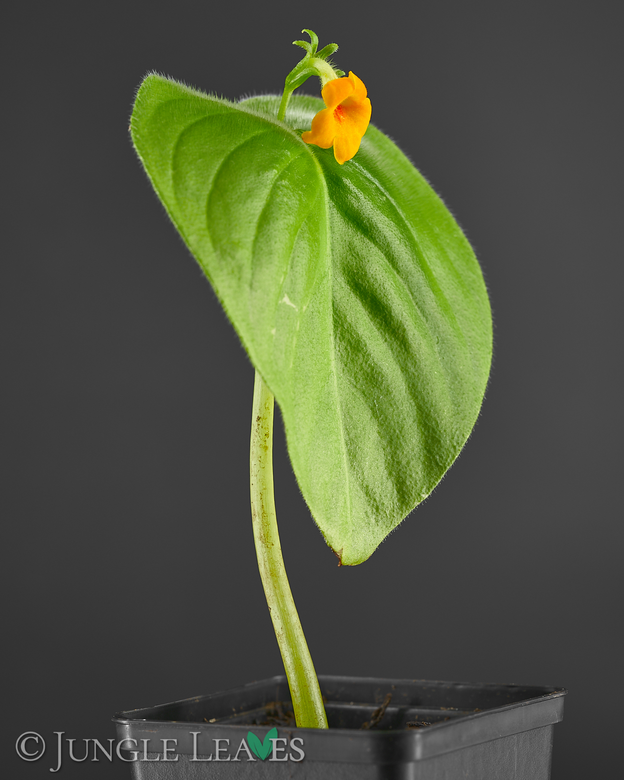 Microchirita micromusa – Bild 2