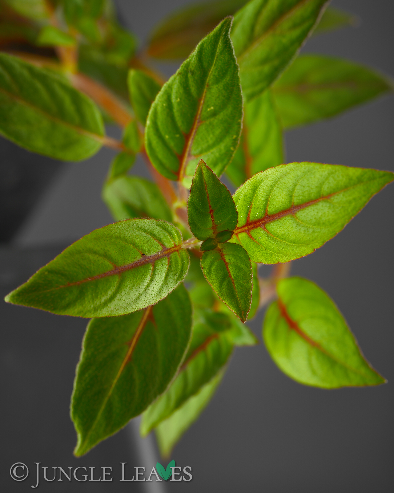 Paradrymonia campostyla – Bild 2