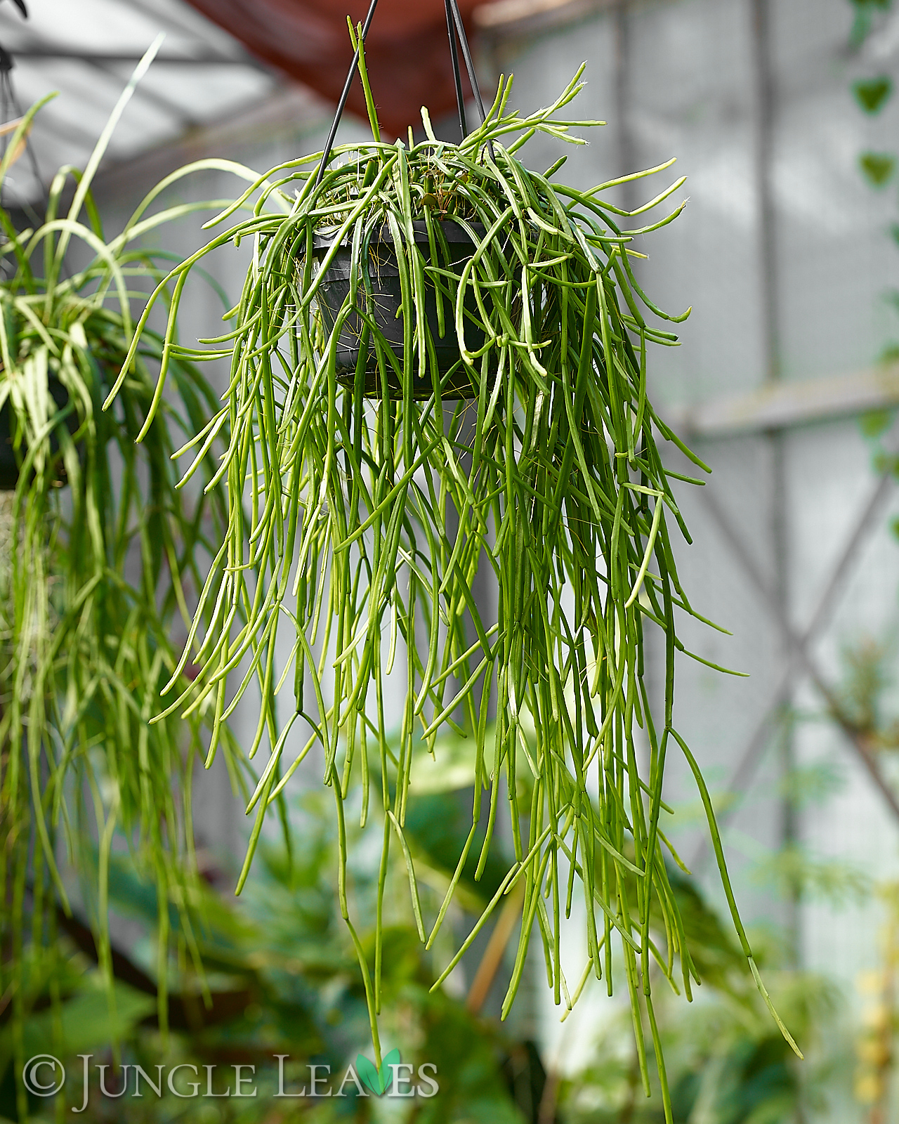 Rhipsalis micrantha ssp. kirbergii XL