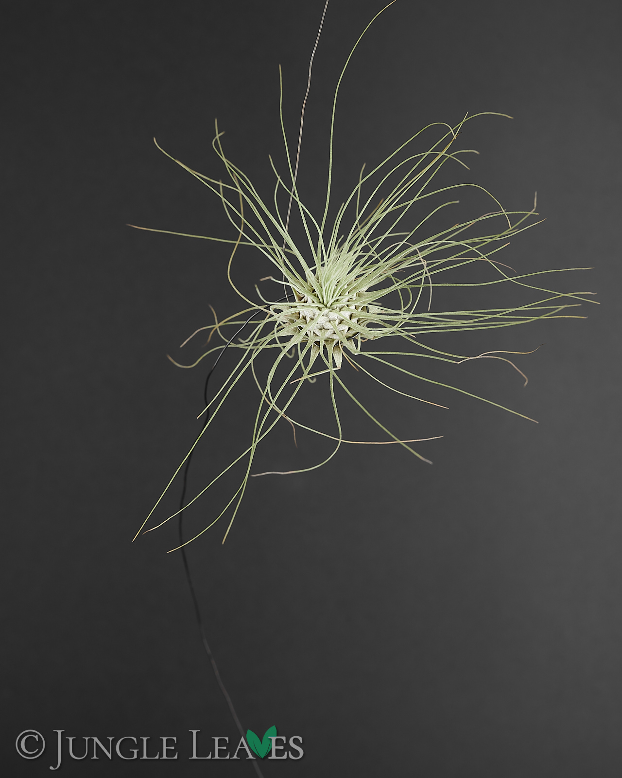 Tillandsia argentea – Bild 2