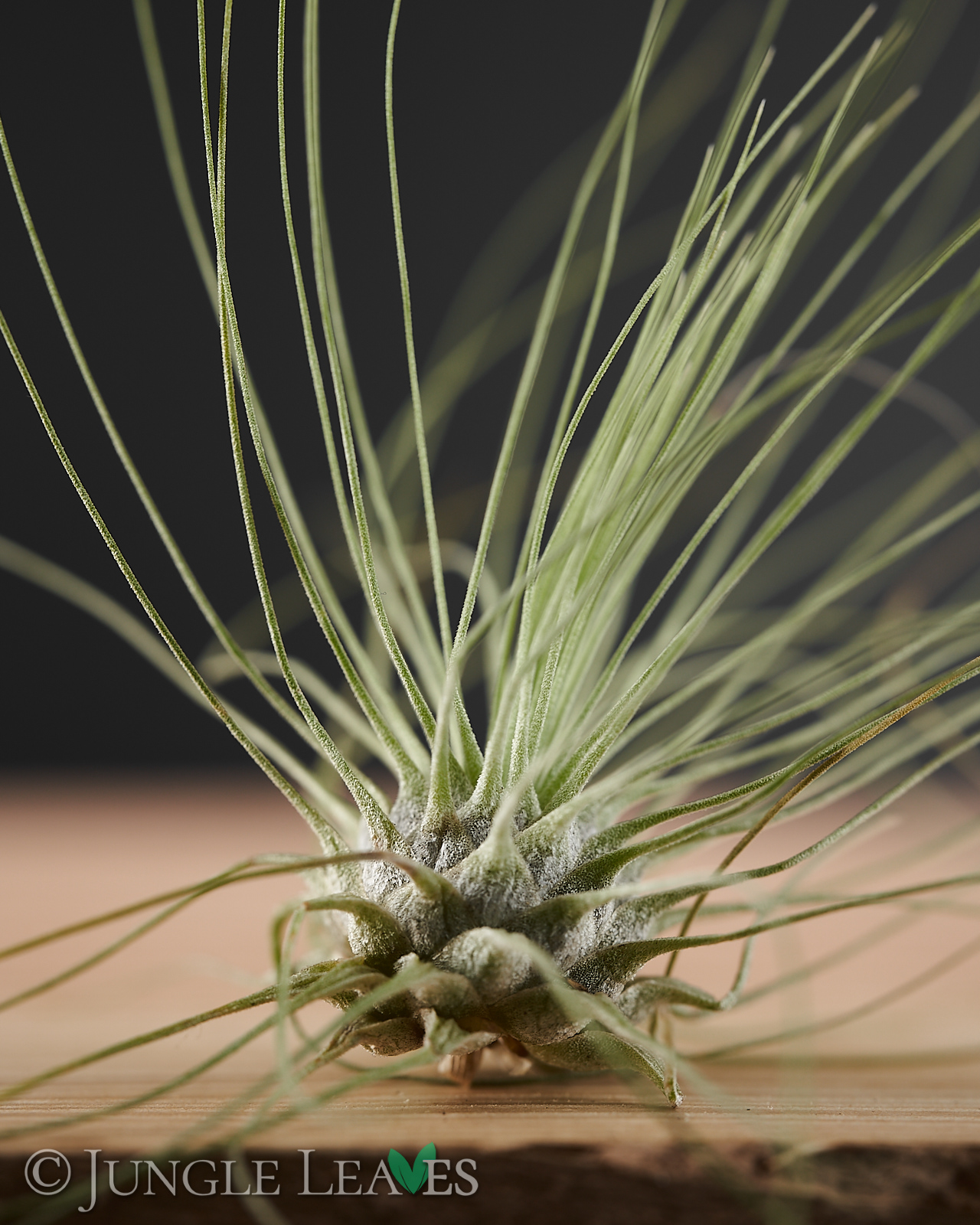 Tillandsia argentea – Bild 3
