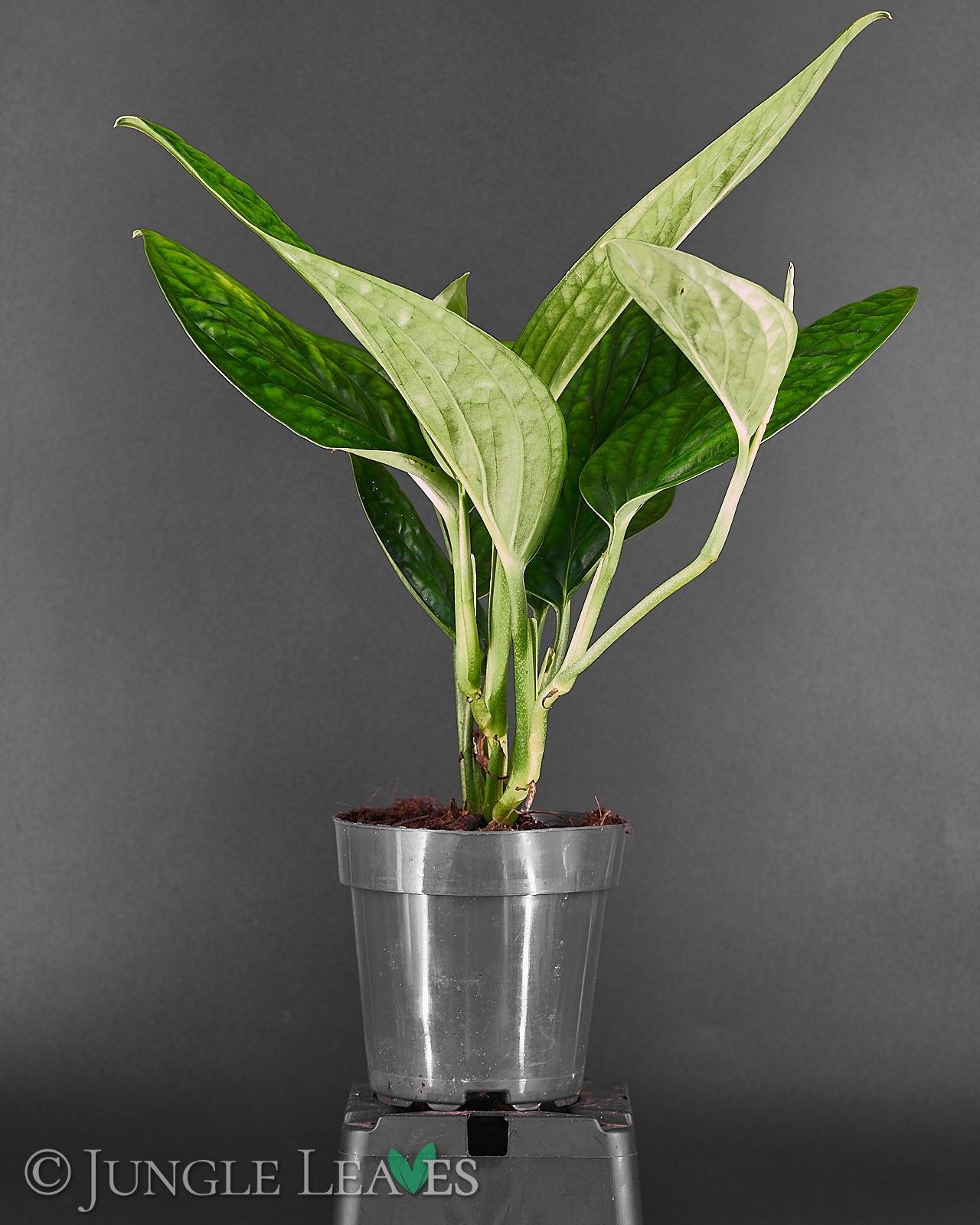 Monstera sp. ‚Peru‘ (Monstera Karstenianum) – Bild 6