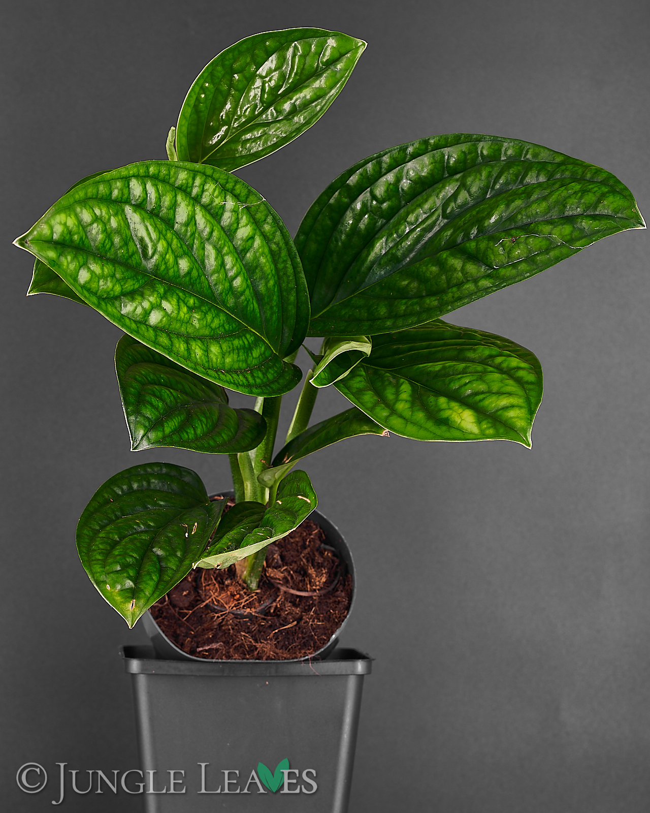 Monstera sp. ‚Peru‘ (Monstera Karstenianum) – Bild 4