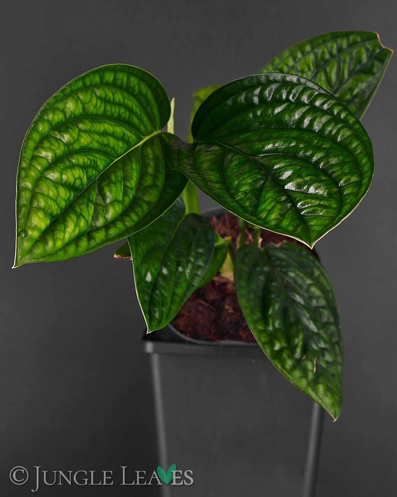 Monstera sp. ‚Peru‘ (Monstera Karstenianum) – Bild 9