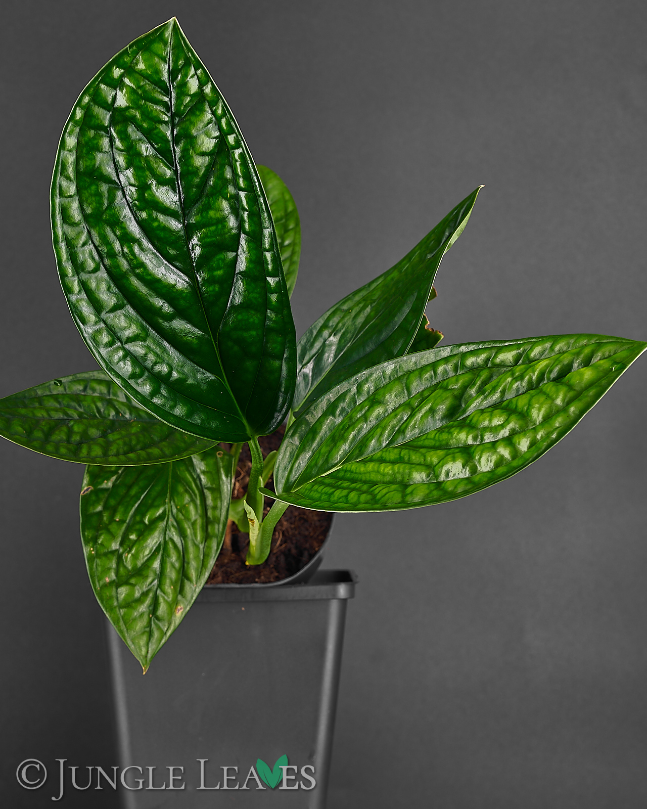 Monstera sp. ‚Peru‘ (Monstera Karstenianum) – Bild 8