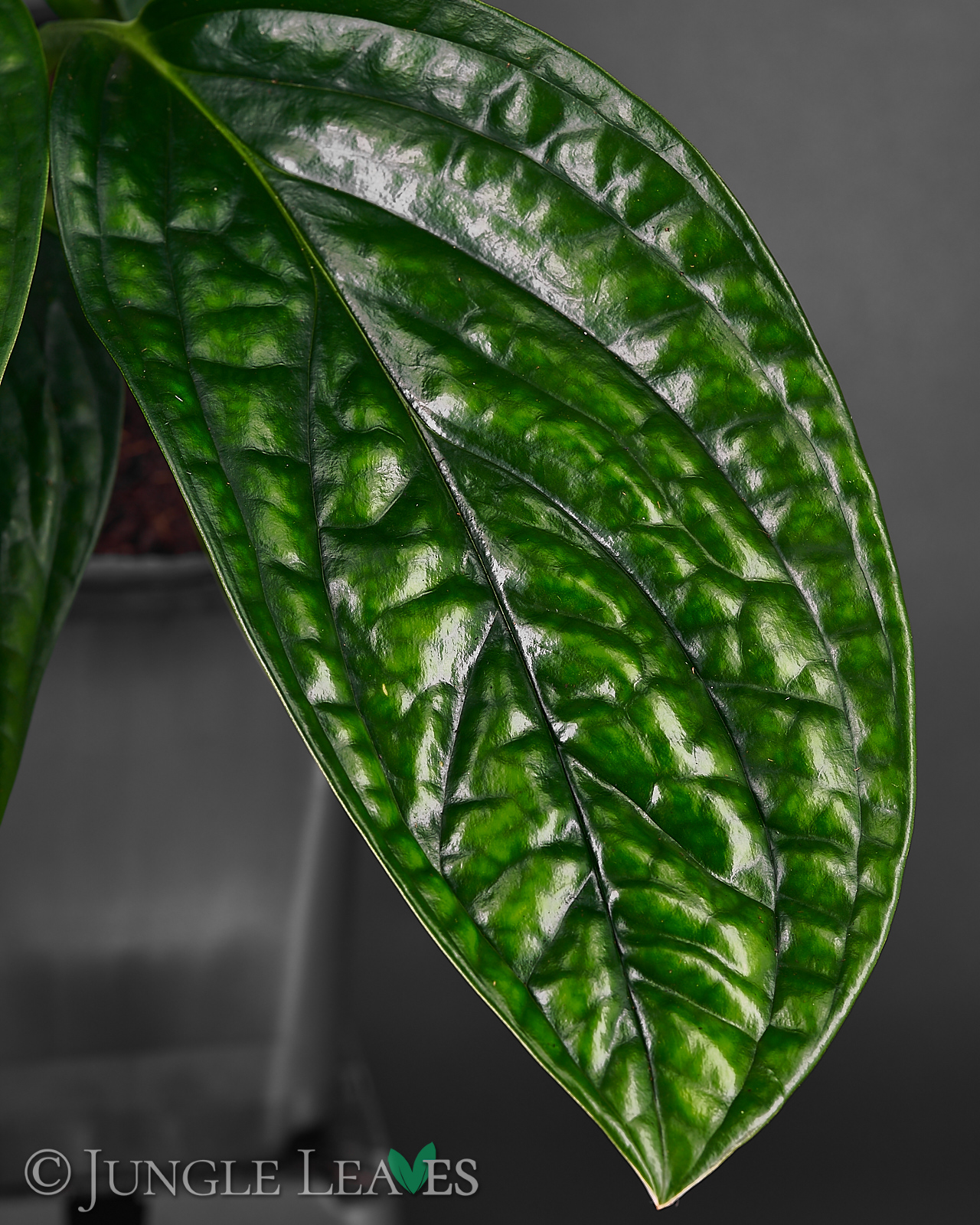 Monstera sp. ‚Peru‘ (Monstera Karstenianum) – Bild 3