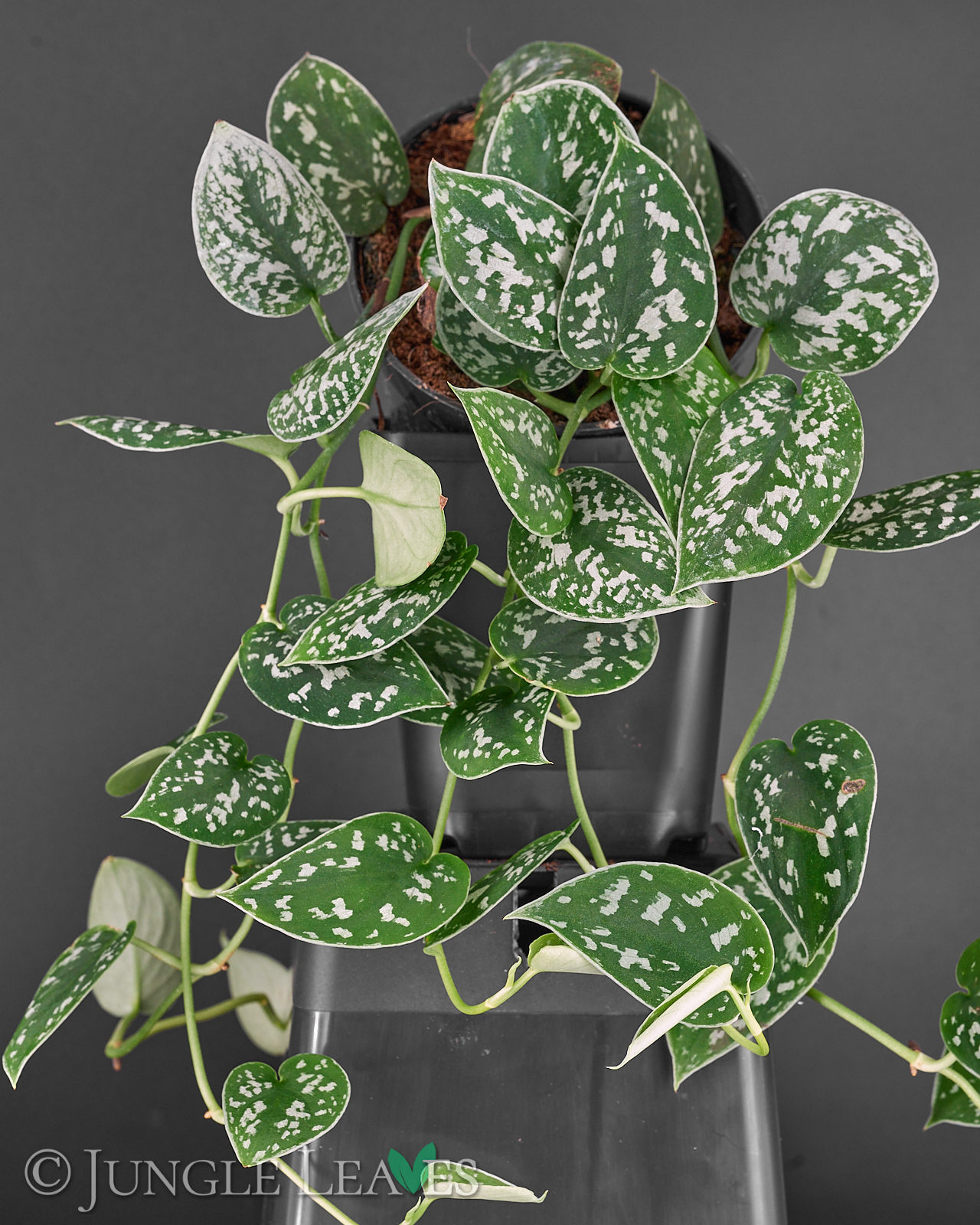 Scindapsus pictus ‚Argyraeus‘ (Gefleckte Efeutute) – Bild 2