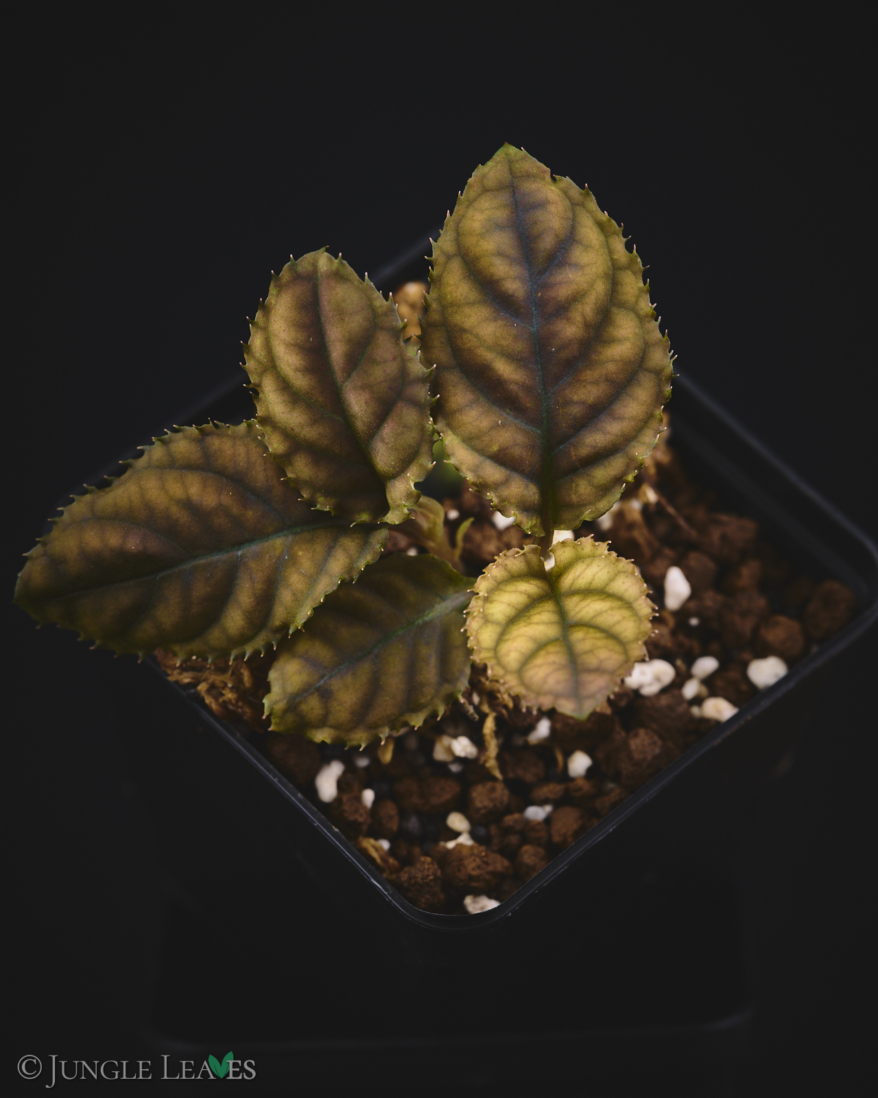 Acranthera sp. ‚Copperhead‘ (Vietnam) – Bild 3