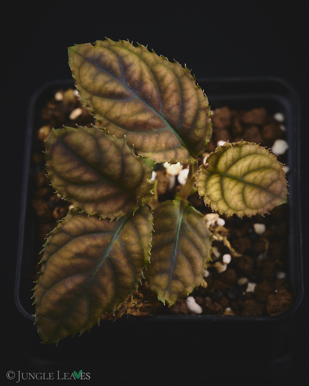 Acranthera sp. ‚Copperhead‘ (Vietnam) – Bild 4