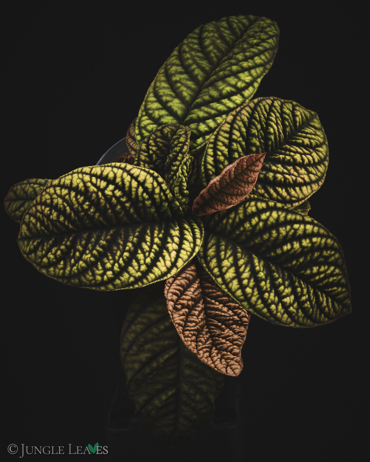 Acranthera sp. ‚Copperhead‘ (Vietnam) – Bild 8