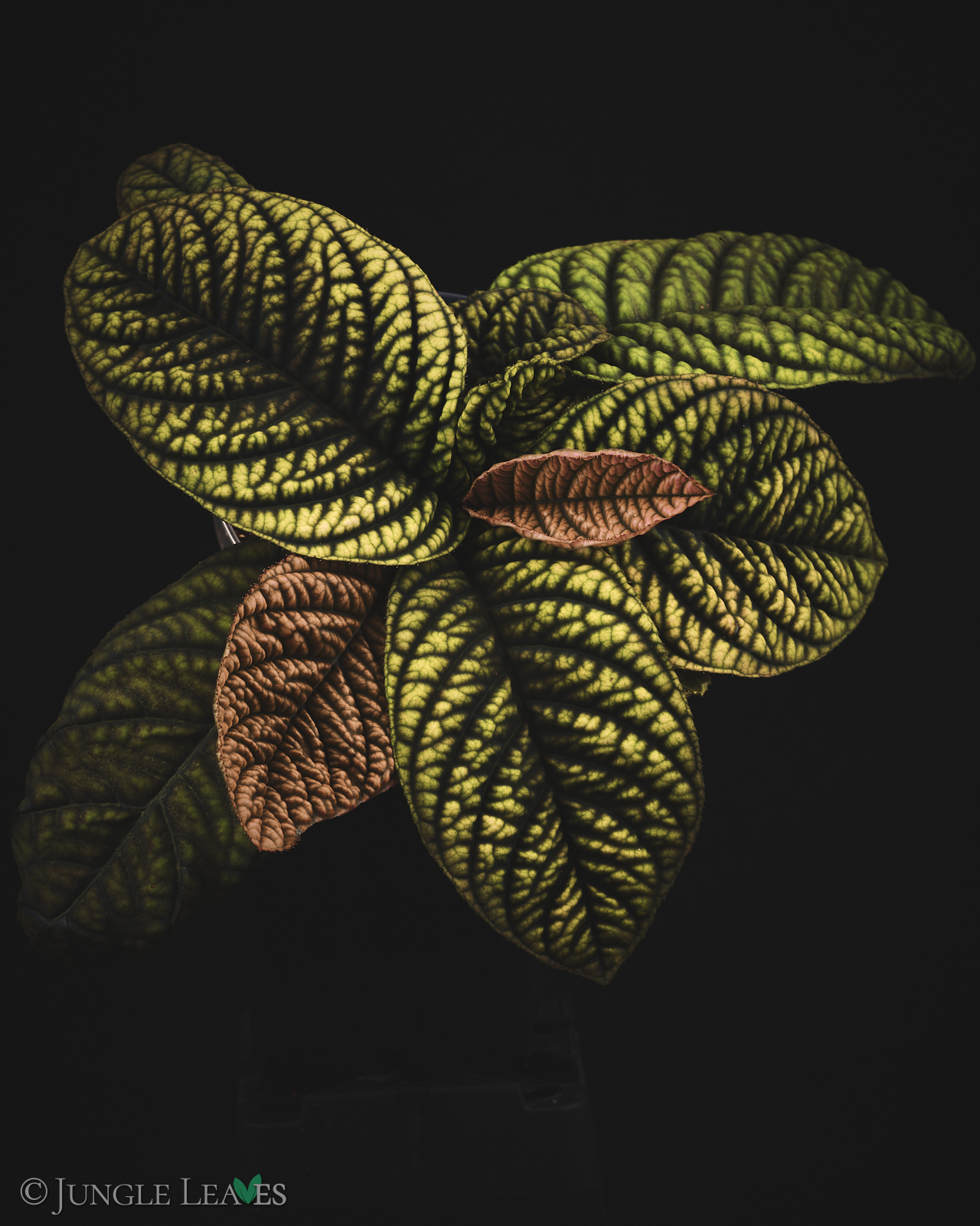 Acranthera sp. ‚Copperhead‘ (Vietnam)