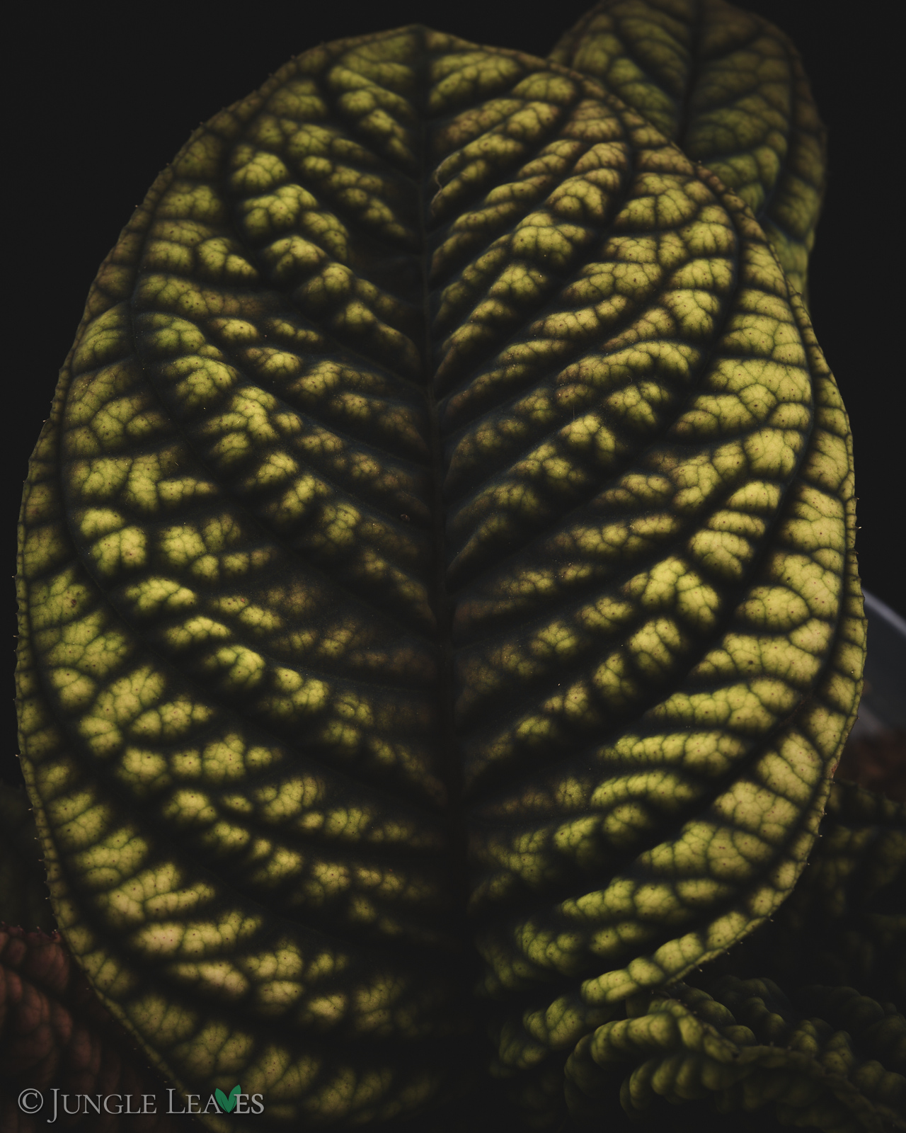 Acranthera sp. ‚Copperhead‘ (Vietnam) – Bild 2