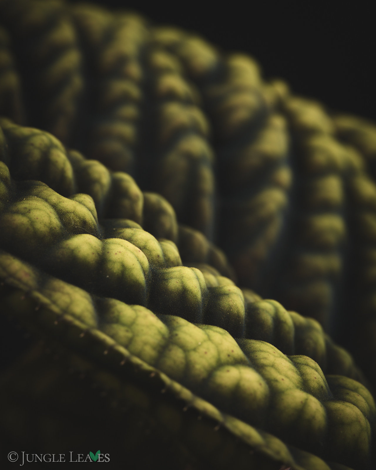 Acranthera sp. ‚Copperhead‘ (Vietnam) – Bild 5