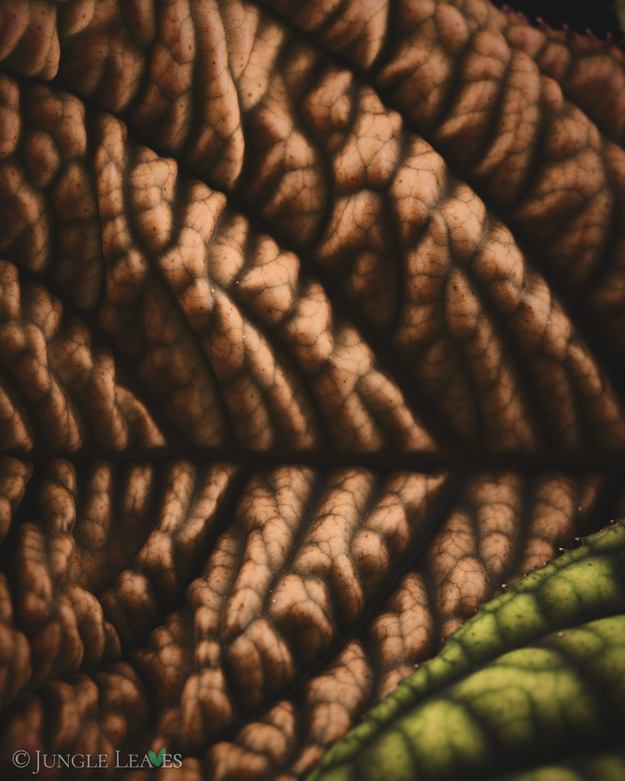 Acranthera sp. ‚Copperhead‘ (Vietnam) – Bild 7