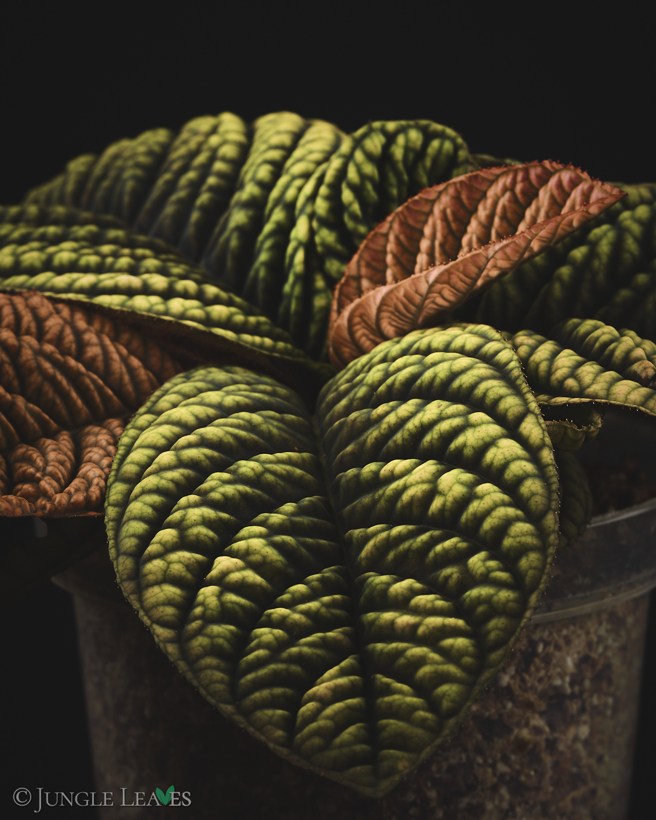 Acranthera sp. ‚Copperhead‘ (Vietnam) – Bild 6