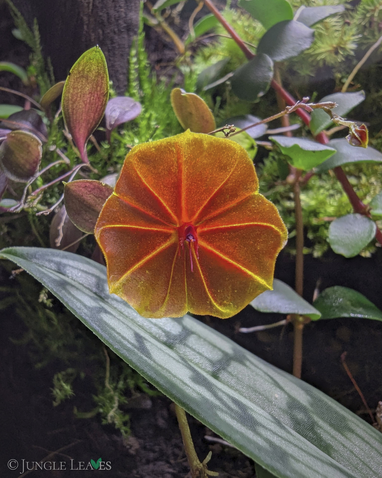 Lepanthes telipogoniflora